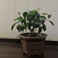 ガジュマルの画像
