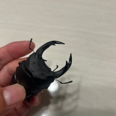 オオクワガタ能勢yg新成虫ペアの画像