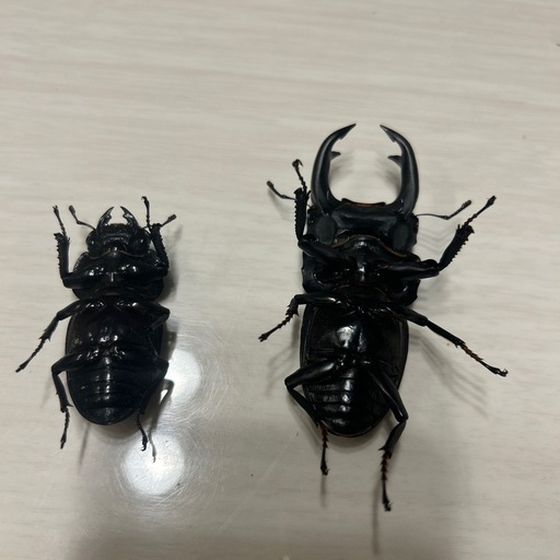 オオクワガタ能勢ygペア