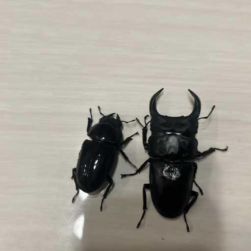 オオクワガタ能勢yg新成虫ペア