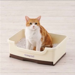 猫　トイレ　の画像