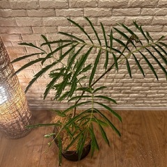 ❇️夜になると葉を閉じて眠る観葉植物✨【エバーフレッシュ】⓷✨の画像