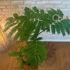 ❇️夜になると葉を閉じて眠る観葉植物✨【エバーフレッシュ】⓷✨の画像