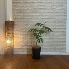❇️夜になると葉を閉じて眠る観葉植物✨【エバーフレッシュ】⓷✨の画像