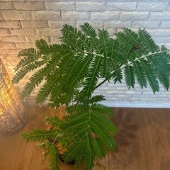 ❇️夜になると葉を閉じて眠る観葉植物✨【エバーフレッシュ】⓷✨の画像