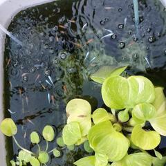mix メダカの画像