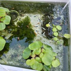 mix メダカの画像