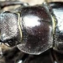 クワガタ.ミヤマクワガタ♀