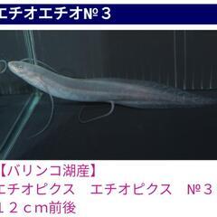 水槽セット&エチオエチオ75cmの画像
