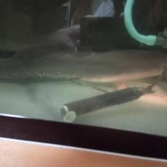 水槽セット&エチオエチオ75cmの画像