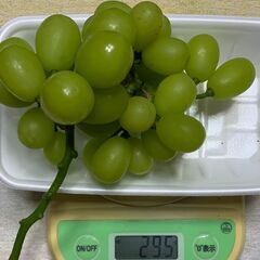 ぶどう シャインマスカット（295g）訳あり ブドウ
