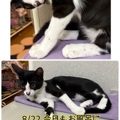 8/24更新 柄が悪くもらい手がなさそうな子猫