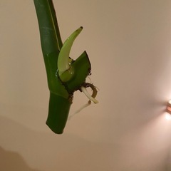 モンステラ　発根済み　新芽ありの画像