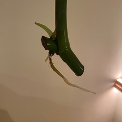 モンステラ　発根済み　新芽ありの画像