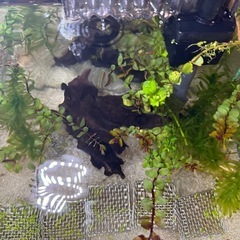 まるっと水槽とお魚達の画像