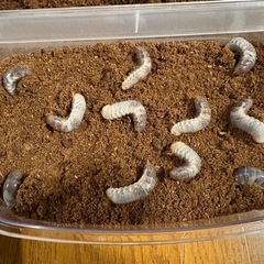 【最終分決まりました】レッドボディー血統★カブトムシ幼虫10匹 無料でお譲りしますの画像