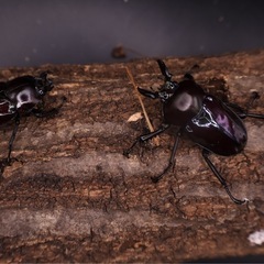 【爆産セット】ニジイロクワガタ紫紺1♂2♀計3頭の画像
