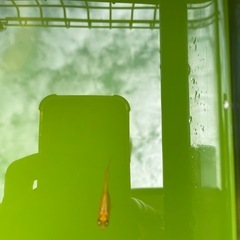 メダカめだか30匹500でいかがでしょうかの画像