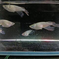 ★めだか〜サボラメ鰭長　オス2・メス3の画像