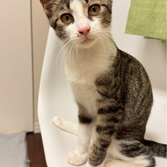 白キジ　子猫　甘えん坊