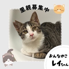白キジ　子猫　甘えん坊