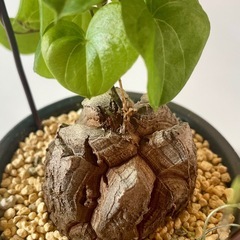 植物 塊根 亀甲竜【2.5号／鉢・鉢皿付き】の画像