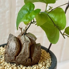 植物 塊根 亀甲竜【2.5号／鉢・鉢皿付き】の画像