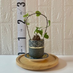 植物 塊根 亀甲竜【2.5号／鉢・鉢皿付き】の画像