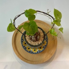 植物 塊根 亀甲竜【2.5号／鉢・鉢皿付き】の画像