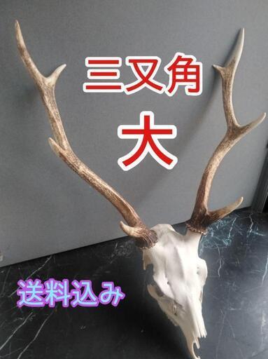 鹿角三又角頭蓋骨 (ひろ) 二子玉川のインテリア雑貨/小物《置物