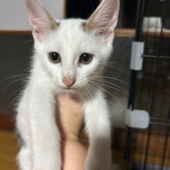 子猫譲ります❗️