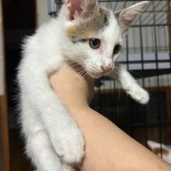 子猫譲ります❗️