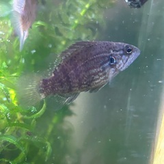 オヤニラミ(小)SALE🐟川魚の画像