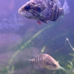 オヤニラミ(小)SALE🐟川魚の画像