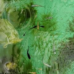 MIX　メダカ　⑤の画像