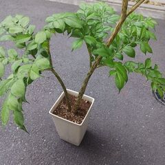 レア  コンニャク芋　鉢植え　7号　観葉植物　あかぎ　珍しい植物の画像