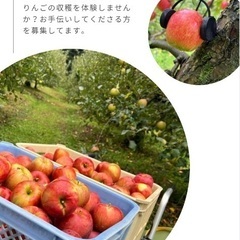 りんご収穫体験