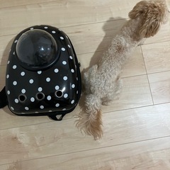 犬のキャリーリュックの画像