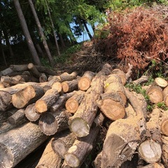 広葉樹の玉切りの画像