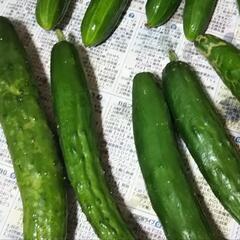 決まりました きゅうり   12本差し上げますの画像