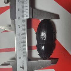 国産オオクワガタ能勢(SR)メス単品の画像