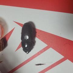 国産オオクワガタ能勢(SR)メス単品の画像