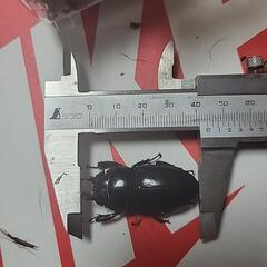 ツシマヒラタメス単品の画像