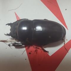 ツシマヒラタメス単品の画像