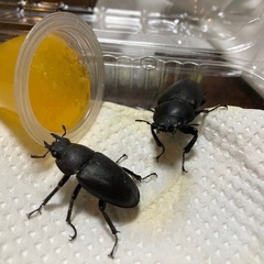 クワガタ　メス２匹の画像