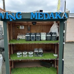 🩷メダカ無人販売🩷の画像