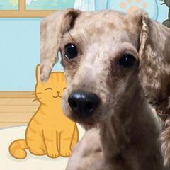 里親さん募集中トイプードル🐶オス