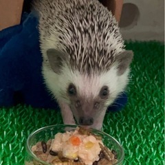 ハリネズミ　男の子