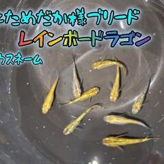 メダカの卵 各種の画像