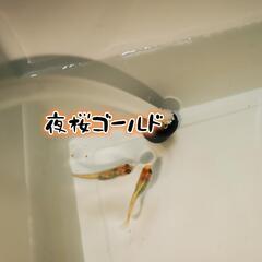 メダカの卵 各種の画像